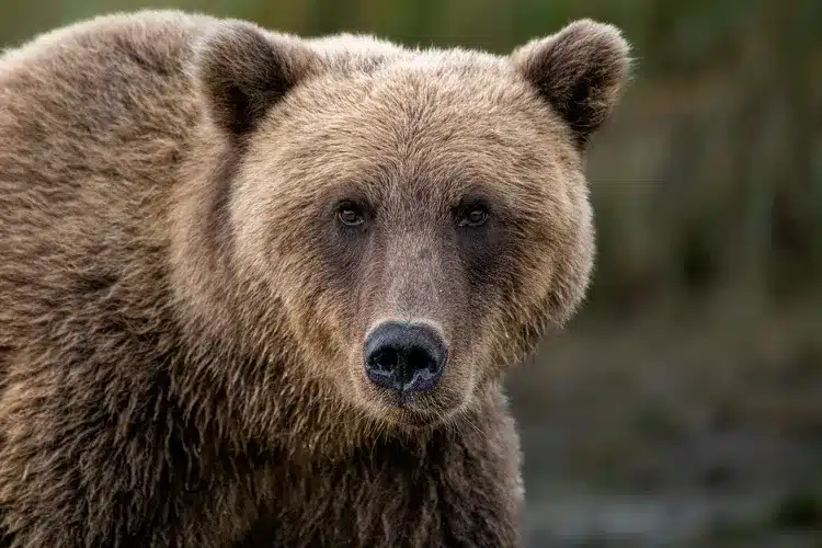Ung man svårt skadad i björnattack i Dalarna