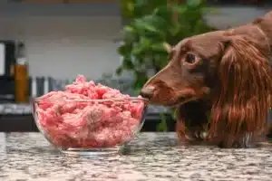 hur kokar man köttfärs till hund